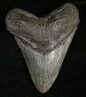 Nice Looking Megalodon Tooth #5616-1